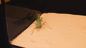 ЗАГАДОЧНАЯ И ЗВЕРСКАЯ БИТВА БОГОМОЛА ПРОТИВ МЕДВЕДКИ - ВЕРСУС ДО ПОСЛЕДНЕГО!