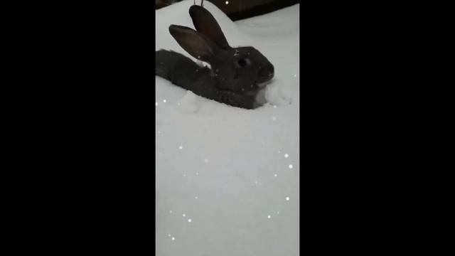 кролик в бегах