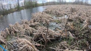 Рыбалка весной на Карася. Ловля Карася на поплавок и донку. Съёмка крупным планом.