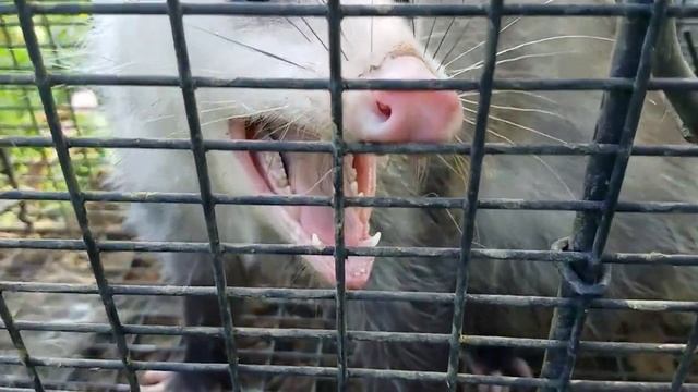 Growling opossum смотреть онлайн
