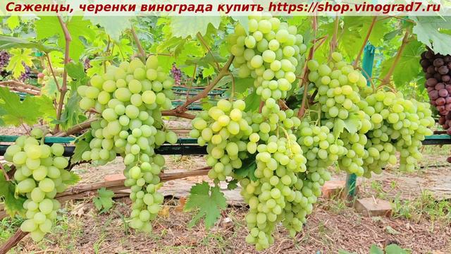Парад сортов на 27.07.24 года - виноград Валек окрашивание, созревание, характеристики. смотреть онлайн