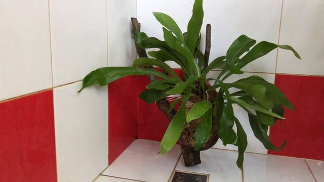 ПОЛИВ ПАПОРОТНИКА ПЛАТИЦЕРИУМ 4К