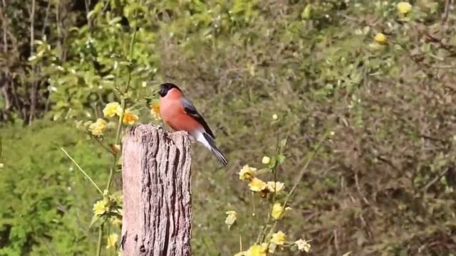 Звуки птиц / Крик снегиря в дикой природе / Голоса птиц как поёт Снегирь / Пение снегиря смотреть онлайн