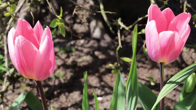 5. Футаж ТЮЛЬПАНЫ. Keukenhof 2022 Keukenhof Garden is bursting with color as the Tulips enter ... смотреть онлайн