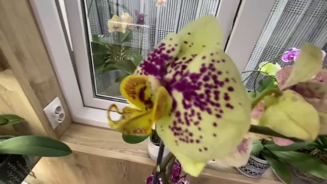 ДВЕ НОВИНКИ это нечто!!!Неужели я ее НАШЛА?????КРОСС Miki Black Marble на Taiwan Leoopard ?? смотреть онлайн