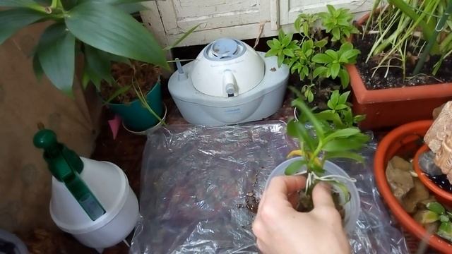 ЭПИДЕНДРУМ Радиканс(Epidendrum Radicans):Пересадка из закрытой системы.