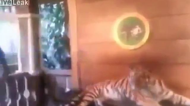 Немножечко очканул! Прикол с тигром! Прикол! Смех! Юмор! смотреть онлайн