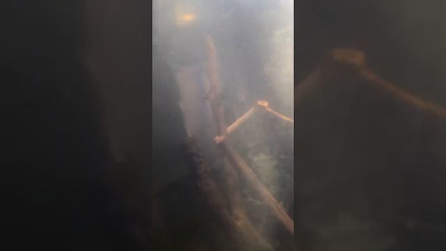 Содержание Йеменского хамелеона , и террариум своими руками смотреть онлайн