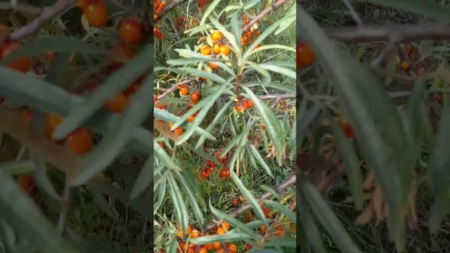 Облепиха . Сбор . Урожай . Польза . Рецепты . Дача . Огород . Как собирать . #shorts смотреть онлайн