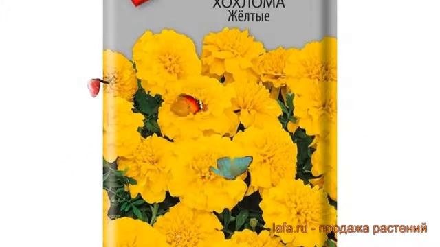 Бархатцы обыкновенный Желтые (zheltye) ? бархатцы Желтые обзор: как сажать семена бархатцев Желтые смотреть онлайн