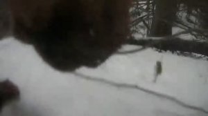 Литовская гончая