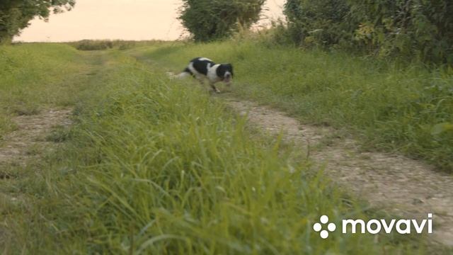 Почему шнауцер лучше других пород ? смотреть онлайн