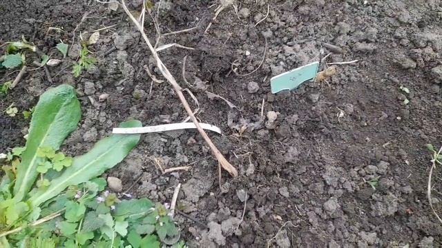 Пионы не всходят!!? Что делать? смотреть онлайн