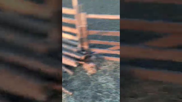 Обработка ягнят