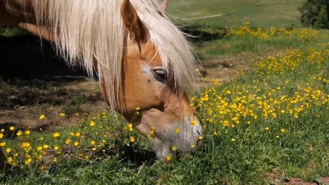 Научитесь любить животных, изучайте звуки животных, кошка, собака, лошадь, слон, корова, обезьяна смотреть онлайн