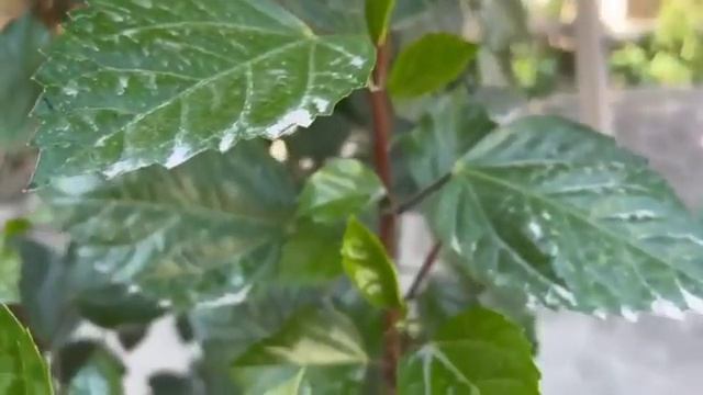 Красивые красные цветы цветут смотреть онлайн