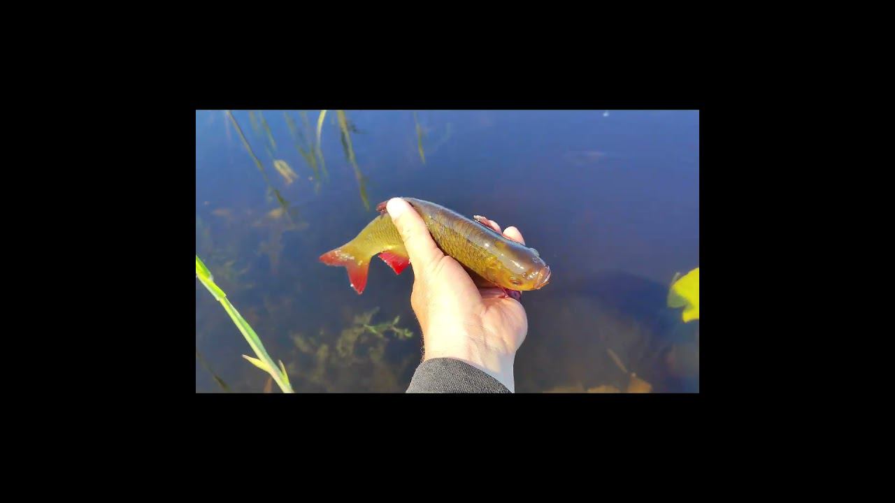 #мормышинг | ЖИРНЫЕ краснопёрки | смотреть онлайн