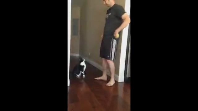 вот как нужно на ручки проситься Vine Video Прикол смотреть онлайн