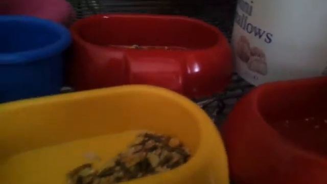 My hamsters diet смотреть онлайн