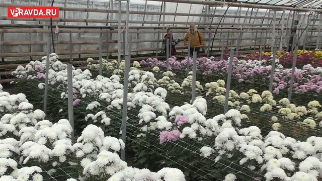 В БОТАНИЧЕСКОМ САДУ ВОЛЖСКОГО СТАРТОВАЛ ЕЖЕГОДНЫЙ БАЛ ХРИЗАНТЕМ смотреть онлайн