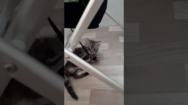 Мейн кунчик Симба смотреть онлайн