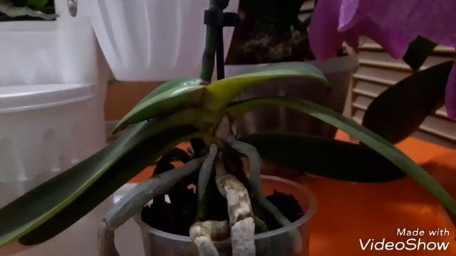 #ОРХИДЕИ Домашнее цветение орхидеи Синголо на 31.07.17 смотреть онлайн