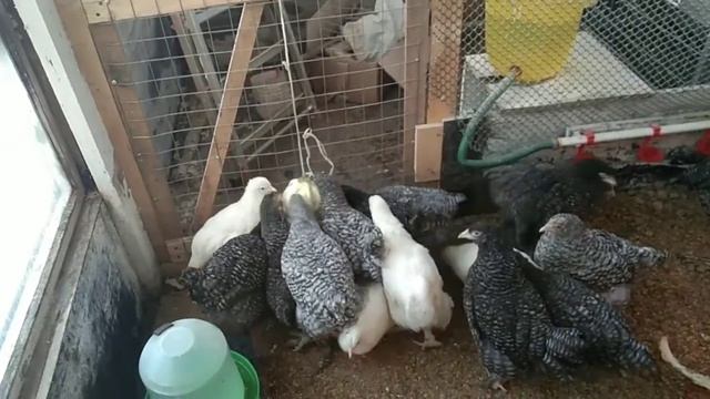 Решётка для зернодробилки. Овощи курочка. смотреть онлайн