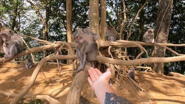 ? ОДИН ДЕНЬ В СЕМЬЕ БАЛИЙЦЕВ | Как это - жить на Бали? | Жизнь местных людей на Бали смотреть онлайн