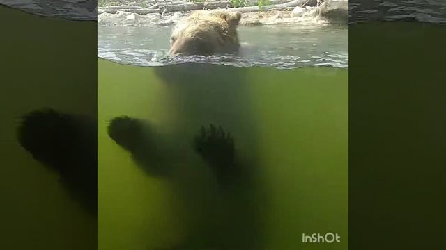 Медведь Бурый один из самых крупных наземных хищников. смотреть онлайн