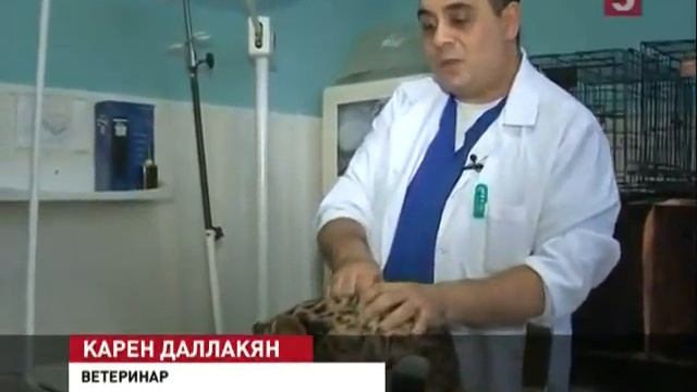 Челябинский ветеринар спас леопарда смотреть онлайн