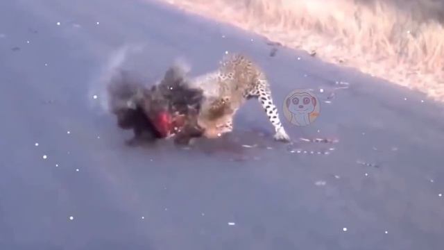 COMBATTIMENTI RARI ED INCREDIBILI TRA ANIMALI RIPRESI DA TELECAMERE смотреть онлайн