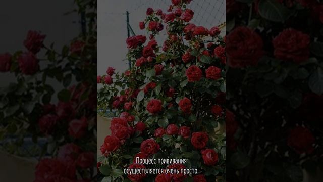 Что делать если роза превращается в шиповник