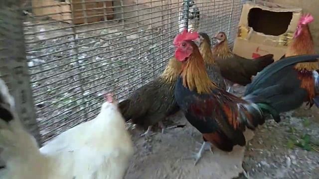 Бентамки Староанглиские Карликовые куры! Алматы смотреть онлайн