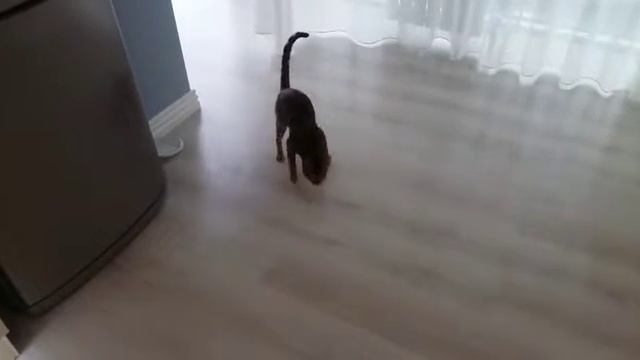 Помагает мыть пол)) надо было тоже дать тряпку смотреть онлайн