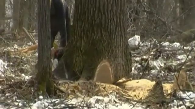 Завораживающие кадры/Валка дуба/Как падает дерево смотреть онлайн