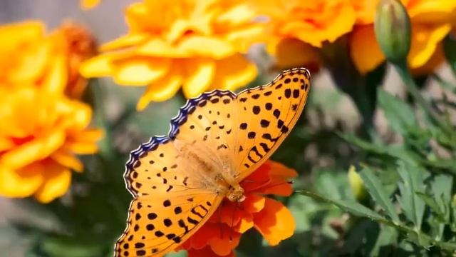 МЕЖДУ ЧЕТВЕРТЫМ И ПЯТЫМ ИЗМЕРЕНИЯМИ-ЧЕННЕЛИНГ смотреть онлайн