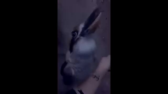 DJ Кукабарра смотреть онлайн