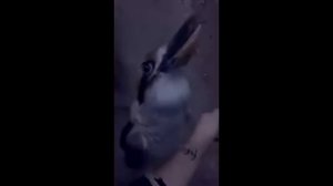 DJ Кукабарра