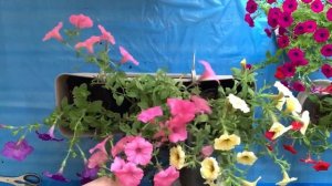 Как посадить цветы / Цветы на балконе / Как оформить балкон / Петунии / Сурфинии