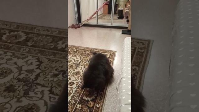 Мейн-кун любит орешки смотреть онлайн