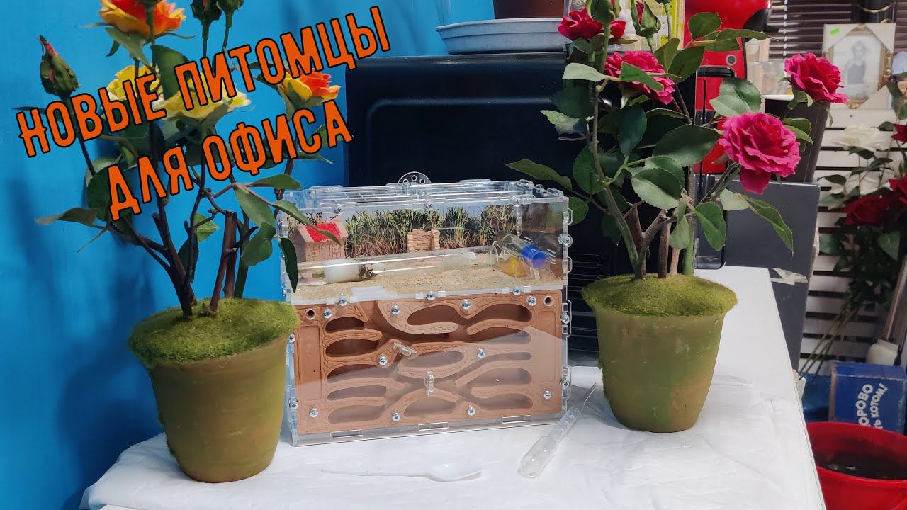 Завёл муравьёв Messor Structor. Распаковка формикария.