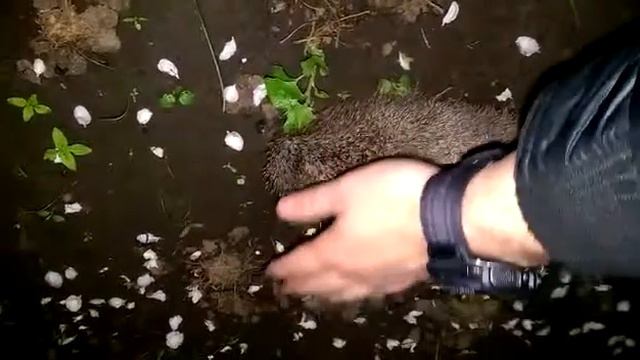 Ёжики на даче.mp4 смотреть онлайн