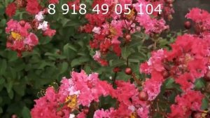 Лагерстремия в саду