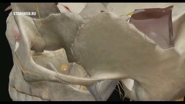 Тройничный нерв  3D анимация  На Русском языке