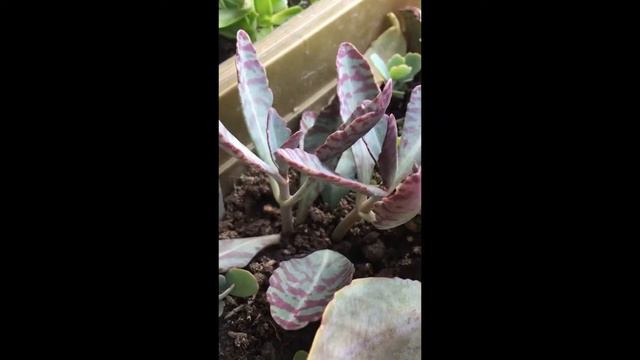 Kalanchoe Humilis. Propagation After 5 Days.From 2 Heads To Multiple Pups. Sucullent Collection