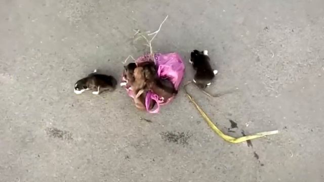 Посмотрите кого нашли работники мусоровоза! В такое вериться с трудом! смотреть онлайн