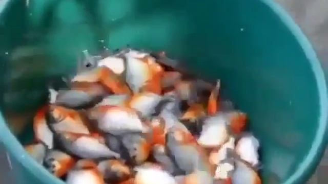 Рыбалка по быстому.mp4 смотреть онлайн