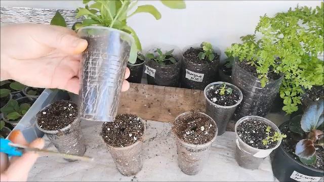 Вегетативные петунии.Калибрахоа.Пересадка. смотреть онлайн