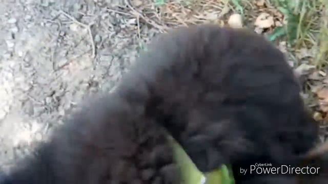 Я иду гулять. Мой друг Китай желает 10000 подписчиков