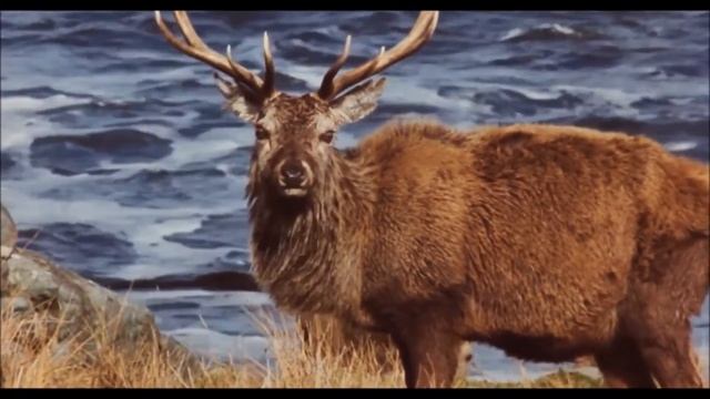 Loreena McKennitt - Bonny Portmore (Highlander Part 1 - Connor MacLeoad Training Scenes) (Full HD)